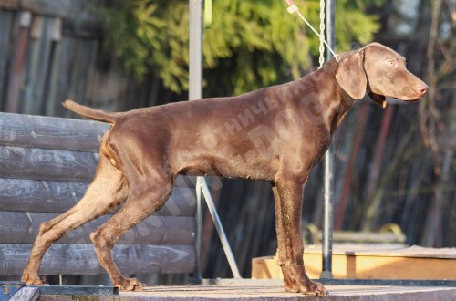 Подрощенные щенки охотничьих пород в питомнике vom Adlerhügel